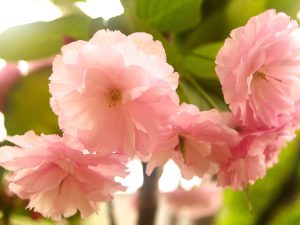 第十三回　桜の季節