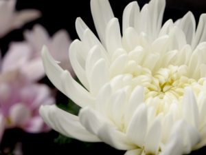 第百十六回　仏花となった菊の花