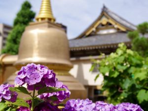 第一四六回　満開のアジサイ