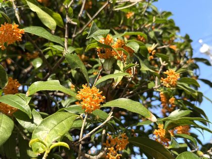 第一五一回　秋を感じる金木犀