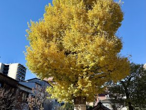 第一五三回　色付いていたイチョウ