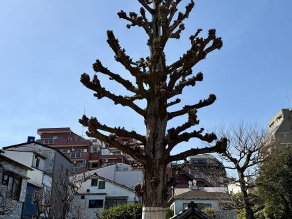 第一五六回 イチョウの枝おろしが終わりました